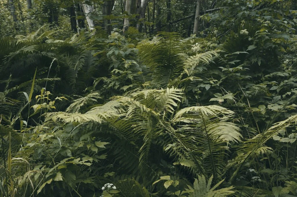 Tropical jungles of Oslo, Norway