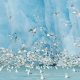 Black-legged Kittiwakes in front of bright blue face of glacier in Svalbard, Norway Black-legged Kittiwakes in front of bright blue face of glacier in Svalbard, Norway