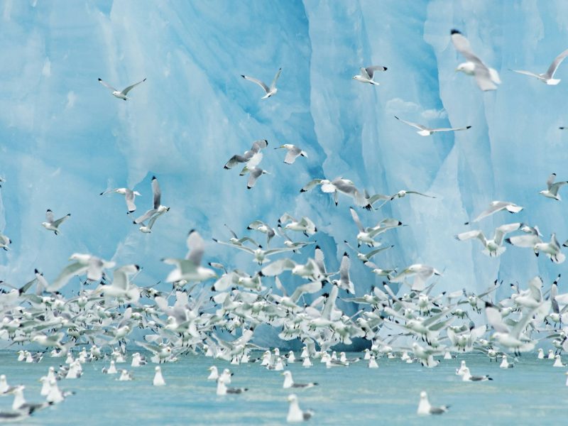 Black-legged Kittiwakes in front of bright blue face of glacier in Svalbard, Norway